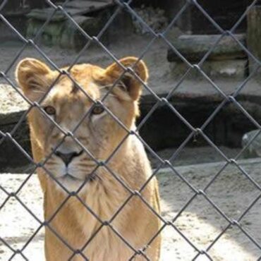 Zoo Chain Link Fence